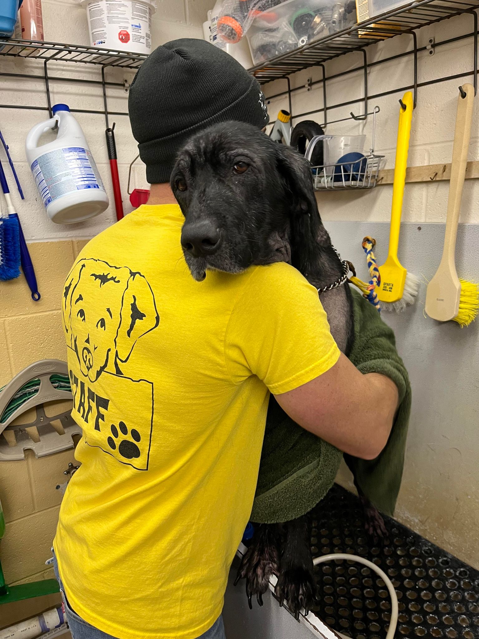 Staff member supporting a black dog in a wash room during care handling