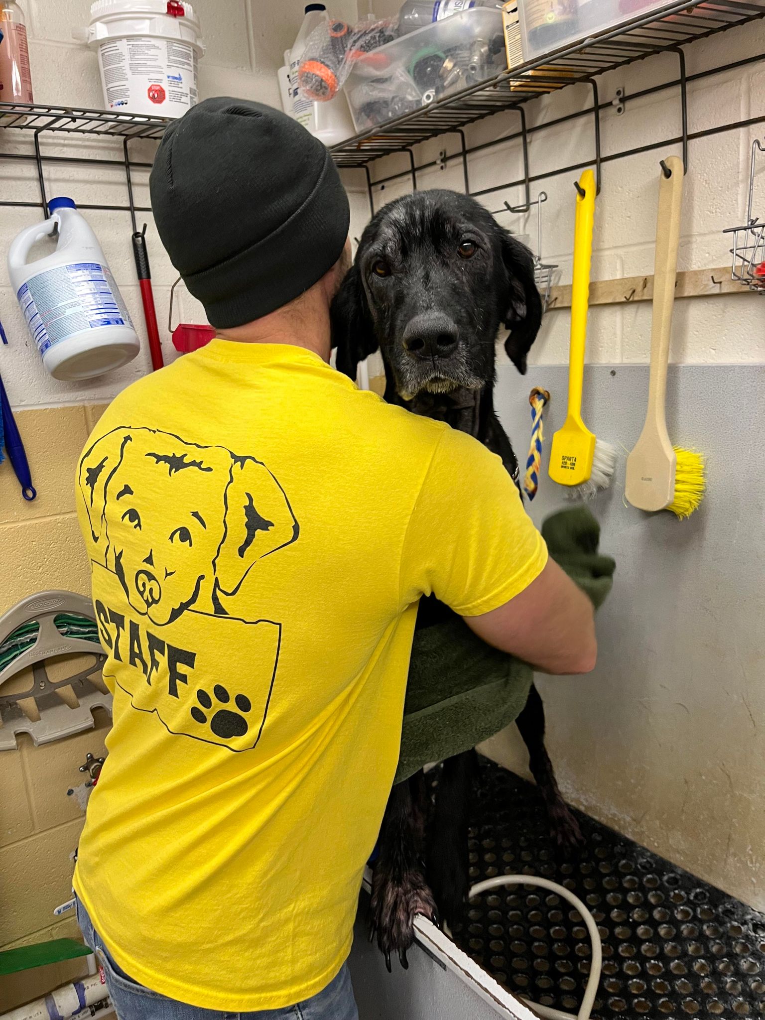 Staff member in yellow shirt supporting a black dog during wash and dry routine
