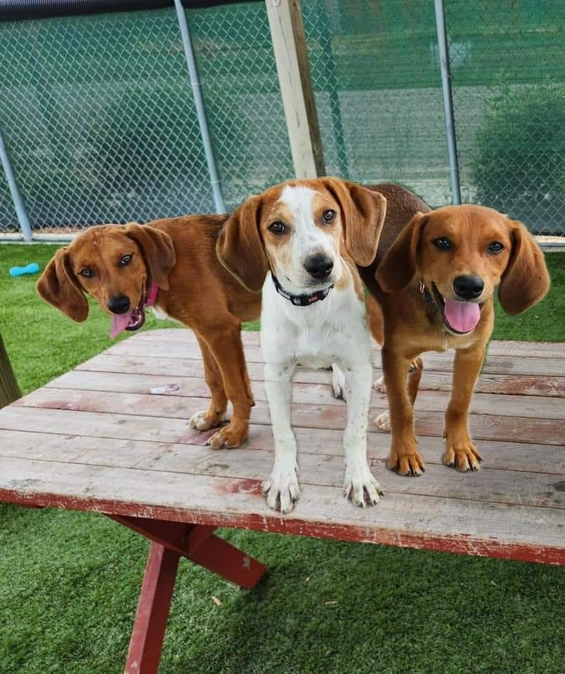 Three dogs standing together on picnic table