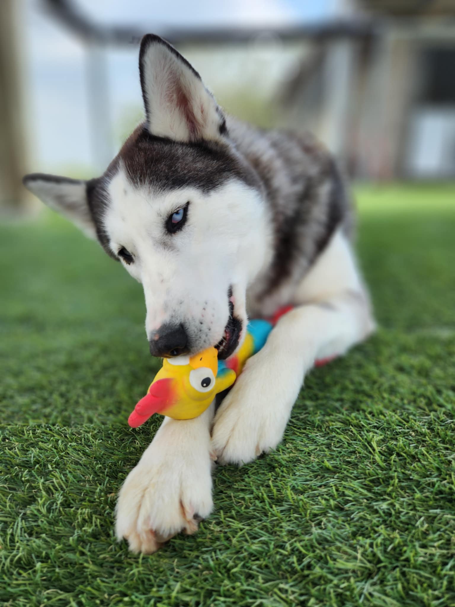 Volunteer interacting with multiple dogs in a shelter environment