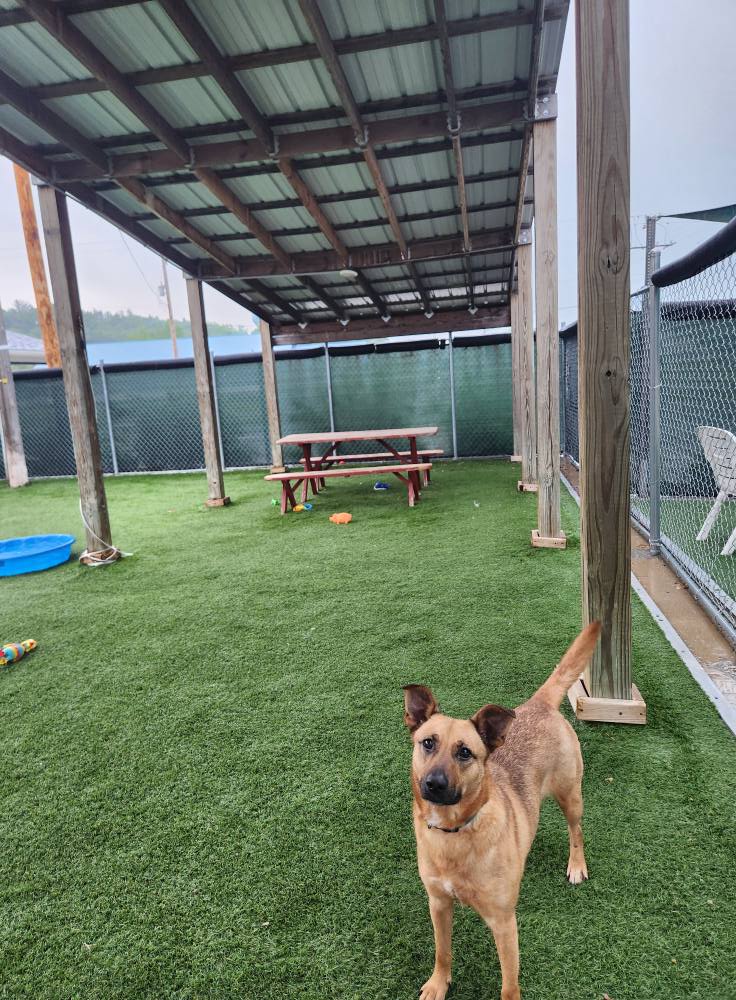 Tan shelter dog standing in covered outdoor yard area