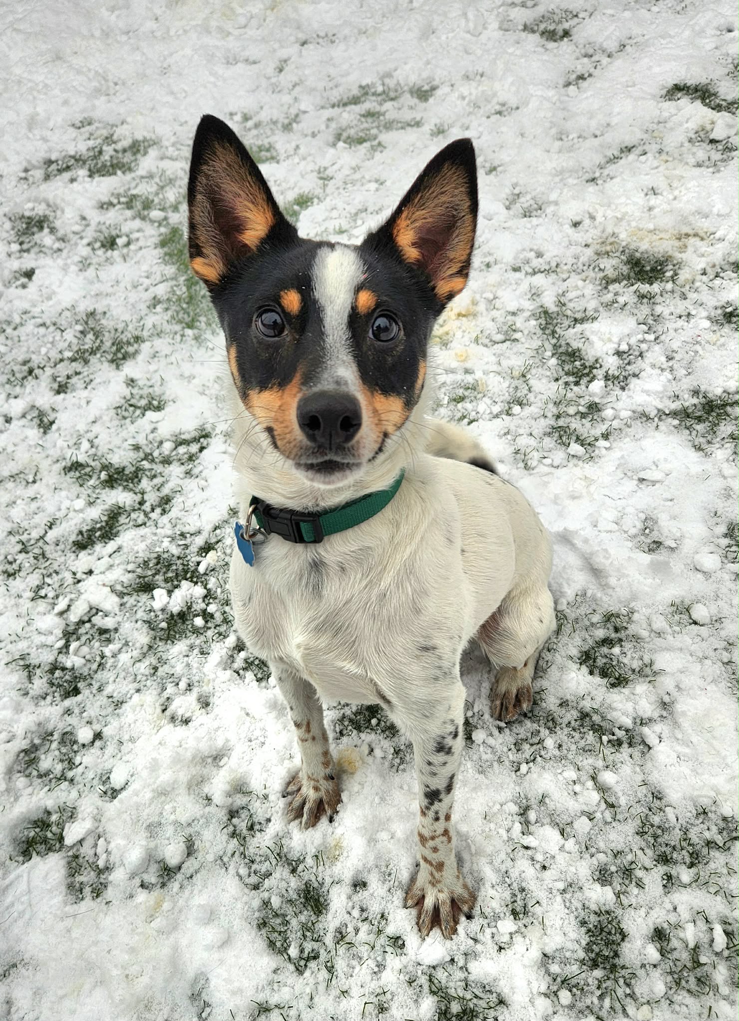 Gray Great Dane standing in shelter run with snow on the ground