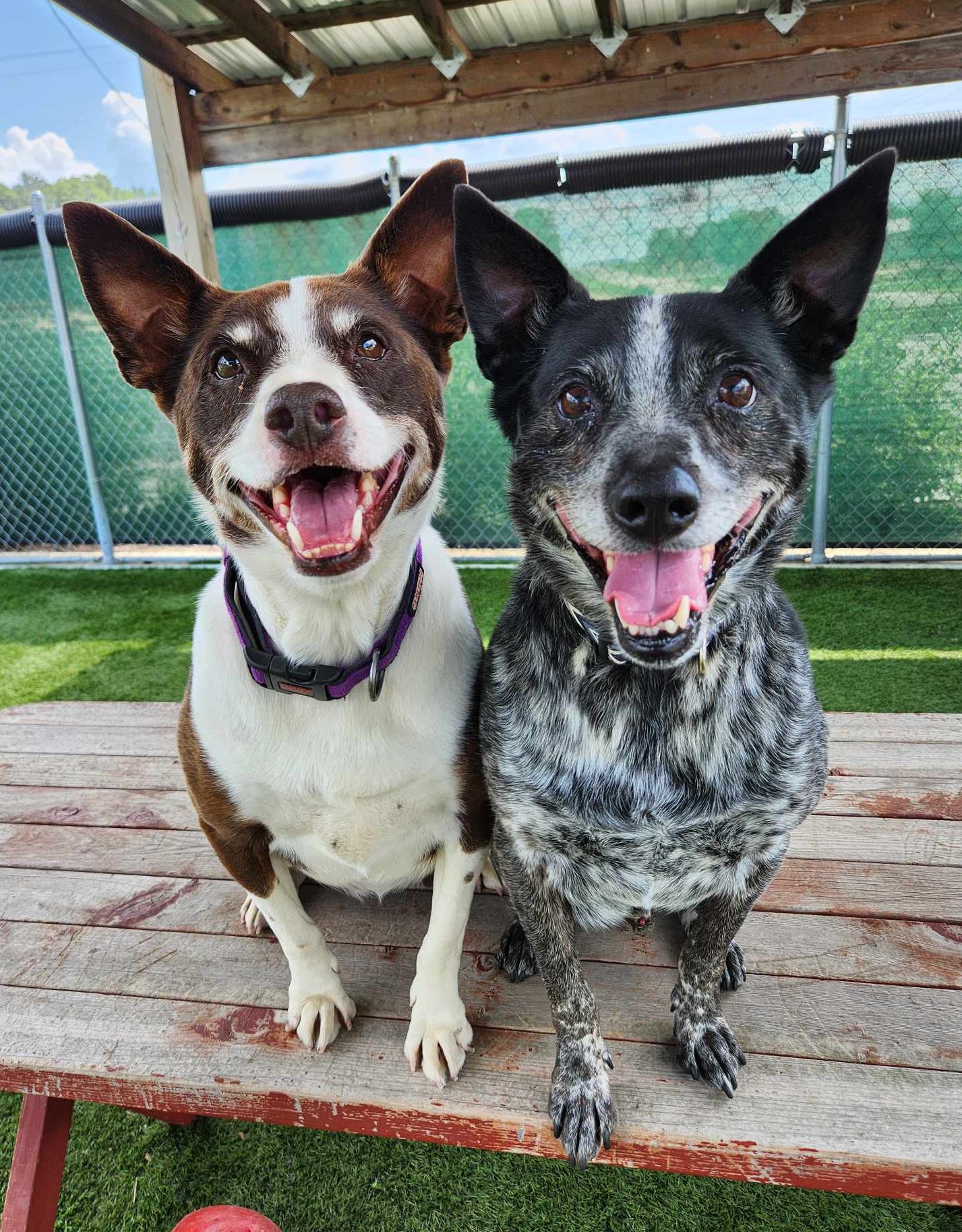 Two shelter dogs seated side by side in an indoor room