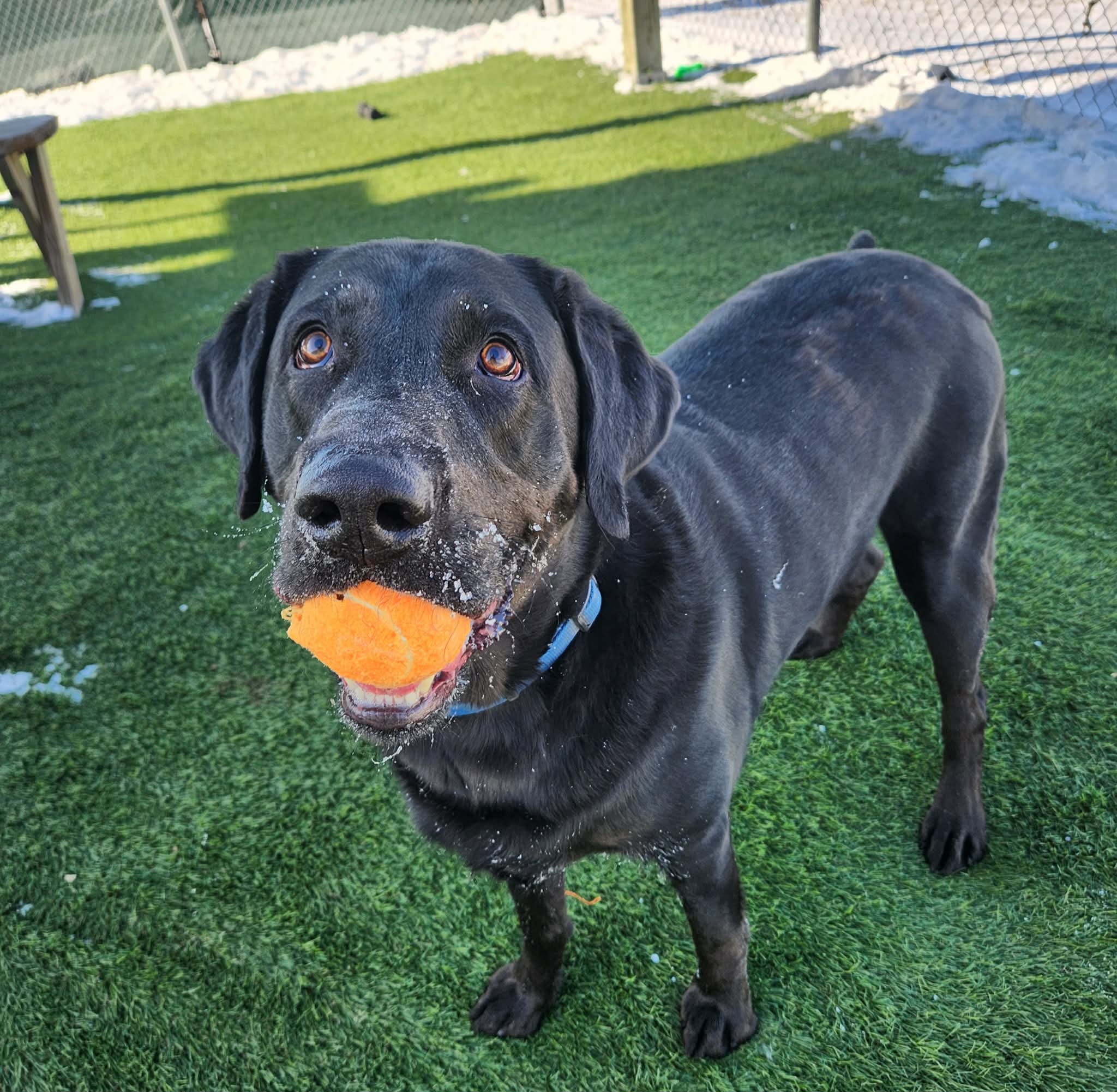 Black lab with orange ball in mouth